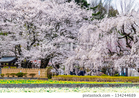 山梨縣實草寺的櫻花盛開 山梨縣實草寺的櫻花盛開 134244689