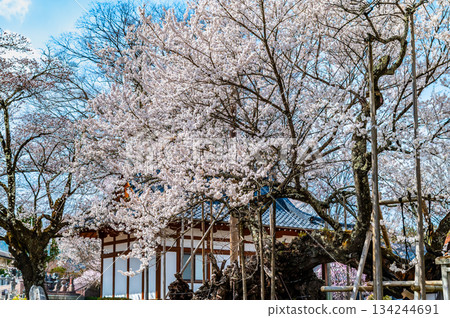 Yamataka Jindai Cherry Blossoms in Yamanashi 134244691