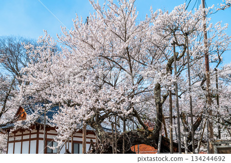 山梨縣山高陣代櫻花 134244692