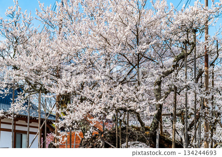 山梨縣山高陣代櫻花 134244693