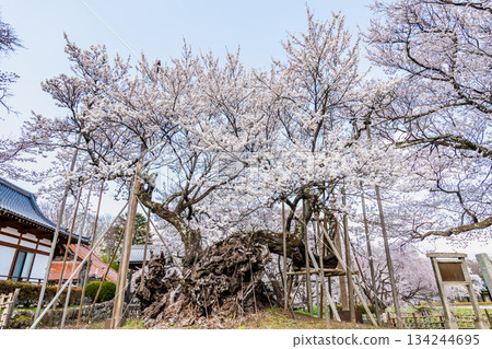 Yamataka Jindai Cherry Blossoms in Yamanashi Yamataka Jindai Cherry Blossoms in Yamanashi 134244695