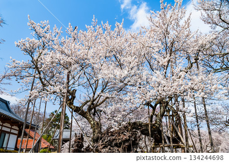 山梨縣山高陣代櫻花 134244698