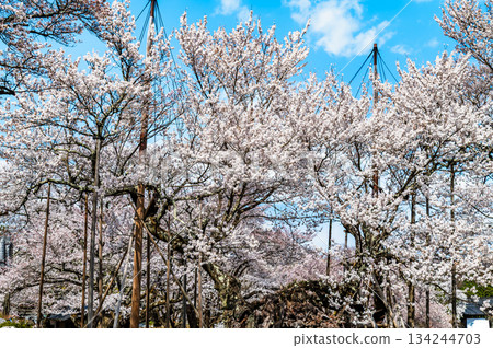 Yamataka Jindai Cherry Blossoms in Yamanashi Yamataka Jindai Cherry Blossoms in Yamanashi 134244703