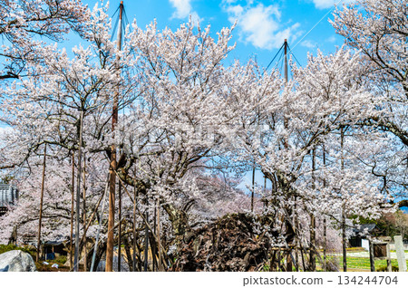 Yamataka Jindai Cherry Blossoms in Yamanashi Yamataka Jindai Cherry Blossoms in Yamanashi 134244704