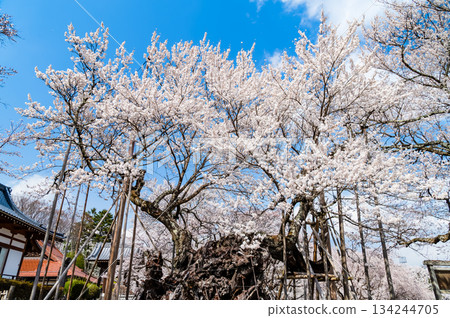 山梨縣山高陣代櫻花 134244705
