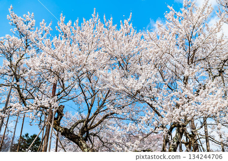 Yamataka Jindai Cherry Blossoms in Yamanashi 134244706