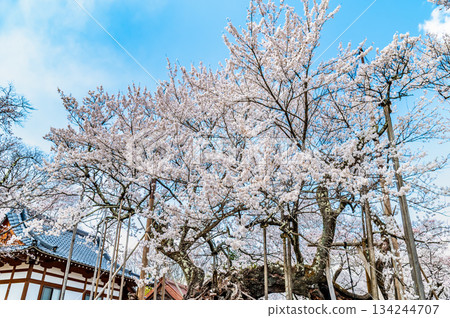 Yamataka Jindai Cherry Blossoms in Yamanashi 134244707