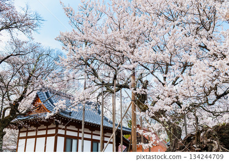 山梨縣山高陣代櫻花 134244709