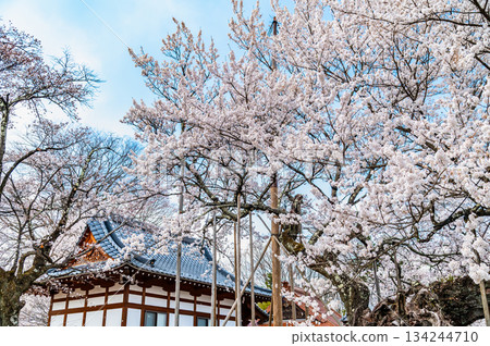Yamataka Jindai Cherry Blossoms in Yamanashi 134244710