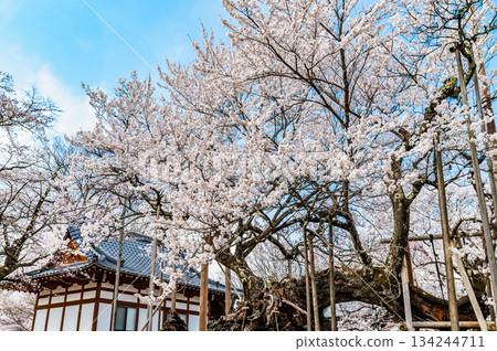 Yamataka Jindai Cherry Blossoms in Yamanashi 134244711