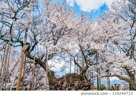 山梨縣山高陣代櫻花 山梨縣山高陣代櫻花 134244713