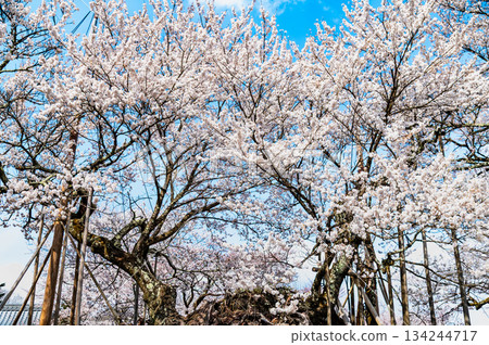 山梨縣山高陣代櫻花 山梨縣山高陣代櫻花 134244717