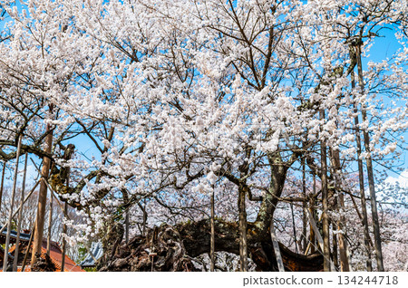 Yamataka Jindai Cherry Blossoms in Yamanashi 134244718