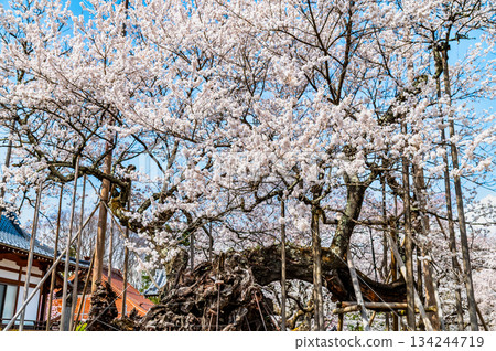 Yamataka Jindai Cherry Blossoms in Yamanashi 134244719