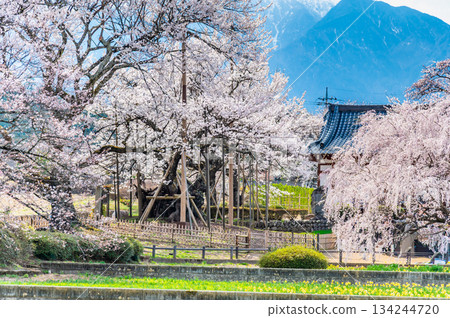 山梨縣山高陣代櫻花 134244720