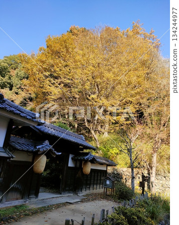 An old folk house museum in the city, Gassho-style 134244977