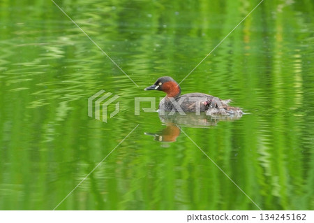 跟隨母親的小格里布小雞 134245162