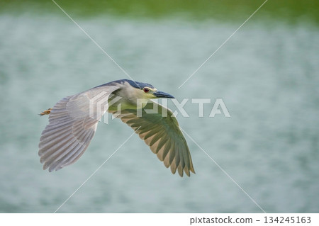 一隻夜鷺悠閒地飛翔在平靜的水面上。 134245163