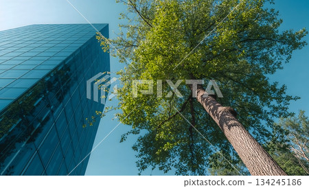 A low-angle shot of fresh greenery and skyscrapers against the blue sky: Harmony between the city and nature A low-angle shot of fresh greenery and skyscrapers against the blue sky: Harmony between the city and nature 134245186