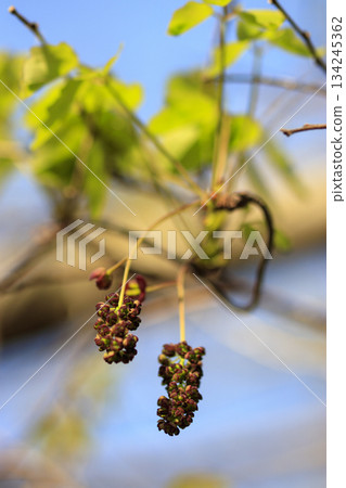 紫色的木通花在一片翠綠的森林中盛開 紫色的木通花在一片翠綠的森林中盛開 134245362