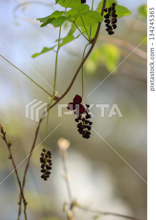 Purple akebia flowers blooming in a forest of fresh greenery 134245365