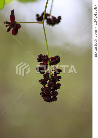 紫色的木通花在一片翠綠的森林中盛開 134245367