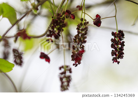 Purple akebia flowers blooming in a forest of fresh greenery Purple akebia flowers blooming in a forest of fresh greenery 134245369