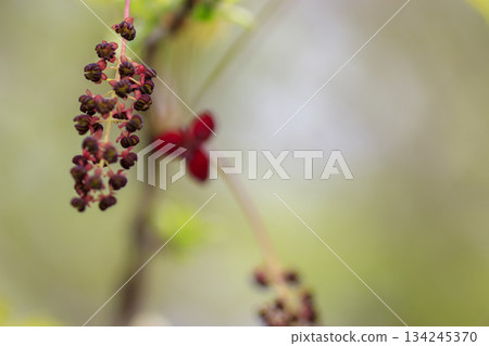 紫色的木通花在一片翠綠的森林中盛開 134245370