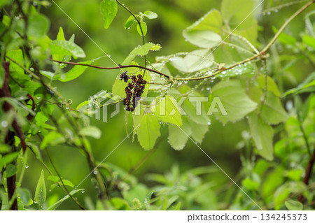 Purple akebia flowers blooming in a forest of fresh greenery Purple akebia flowers blooming in a forest of fresh greenery 134245373