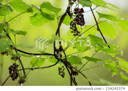 Purple akebia flowers blooming in a forest of fresh greenery Purple akebia flowers blooming in a forest of fresh greenery 134245374