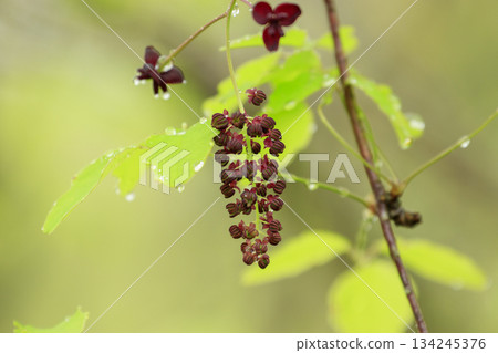 紫色的木通花在一片翠綠的森林中盛開 134245376