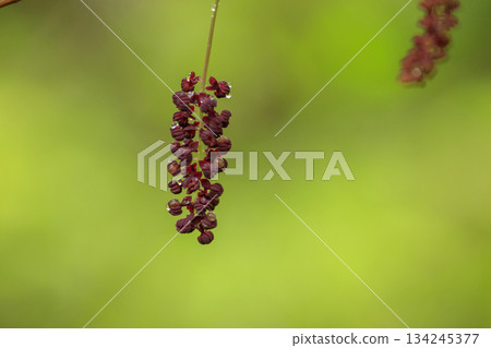 Purple akebia flowers blooming in a forest of fresh greenery Purple akebia flowers blooming in a forest of fresh greenery 134245377