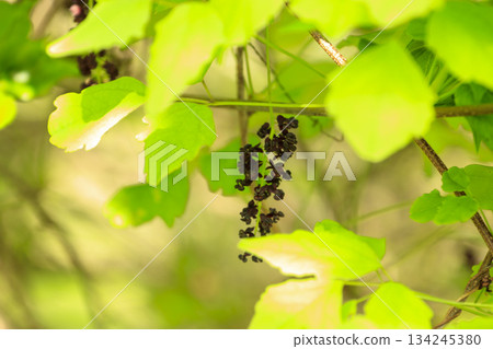 紫色的木通花在一片翠綠的森林中盛開 紫色的木通花在一片翠綠的森林中盛開 134245380