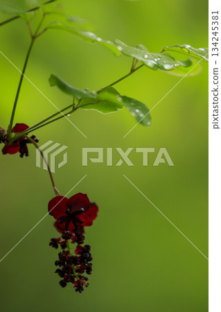 Purple akebia flowers blooming in a forest of fresh greenery Purple akebia flowers blooming in a forest of fresh greenery 134245381