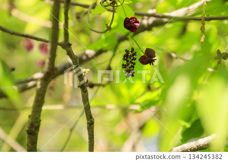 紫色的木通花在一片翠綠的森林中盛開 134245382