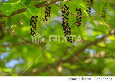 Purple akebia flowers blooming in a forest of fresh greenery Purple akebia flowers blooming in a forest of fresh greenery 134245383