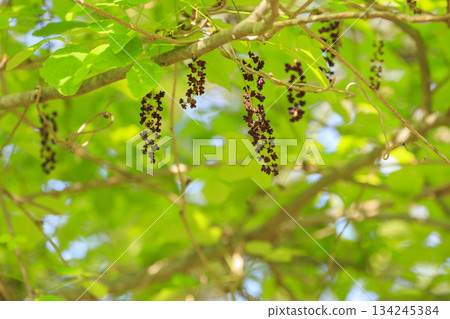 紫色的木通花在一片翠綠的森林中盛開 紫色的木通花在一片翠綠的森林中盛開 134245384