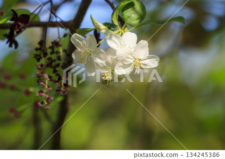 White flowers of the Japanese quince and purple flowers of the Akebia trifoliata blooming in the fresh green forest 134245386