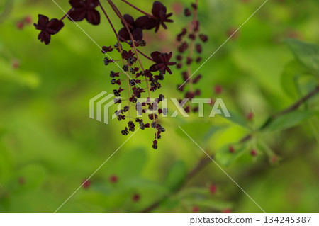 Purple akebia flowers blooming in a forest of fresh greenery Purple akebia flowers blooming in a forest of fresh greenery 134245387