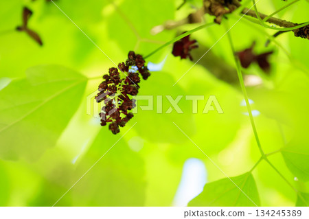 Purple akebia flowers blooming in a forest of fresh greenery 134245389