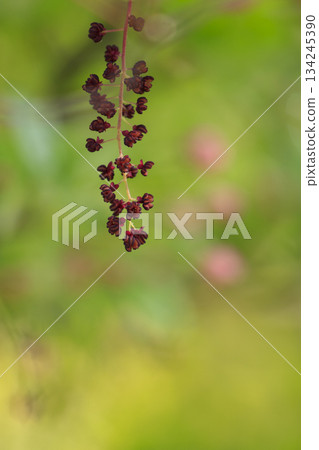 Purple akebia flowers blooming in a forest of fresh greenery 134245390