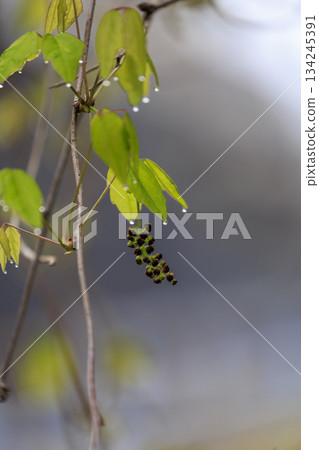 Purple akebia flowers blooming in a forest of fresh greenery 134245391