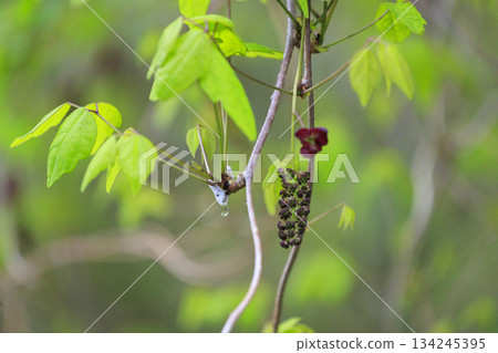 Purple akebia flowers blooming in a forest of fresh greenery Purple akebia flowers blooming in a forest of fresh greenery 134245395