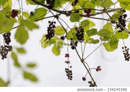 Purple akebia flowers blooming in a forest of fresh greenery 134245398