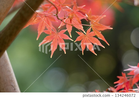 Beautiful autumn leaves: Bright red maple leaves Beautiful autumn leaves: Bright red maple leaves 134246072