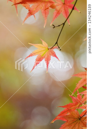 色彩鮮豔、漸層美麗的秋葉 色彩鮮豔、漸層美麗的秋葉 134246189