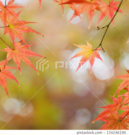 色彩鮮豔、漸層美麗的秋葉 色彩鮮豔、漸層美麗的秋葉 134246190