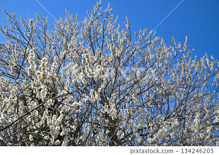 碧空如洗，白梅盛開－早春來臨。 134246205
