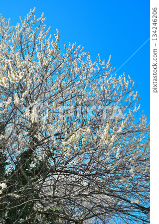 White plum blossoms in full bloom against the blue sky - the arrival of early spring 134246206