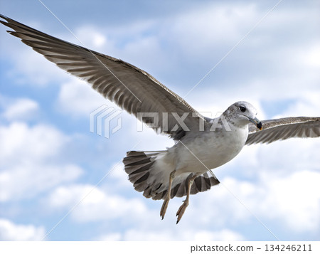 The free wings of a black-tailed gull flying in the blue sky The free wings of a black-tailed gull flying in the blue sky 134246211